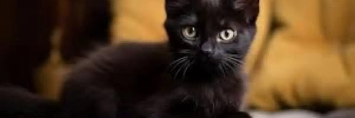 Sexy pulse photo by Denisse Luna Erwachseneninhalt auf Pulsexy